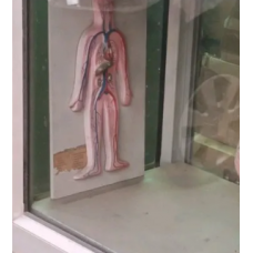 Human Anatomical Models